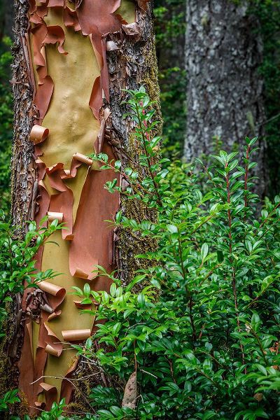 Jaynes Gallery 아티스트의 USA-Washington State-Seabeck Peeling madrone tree bark and bush작품입니다.